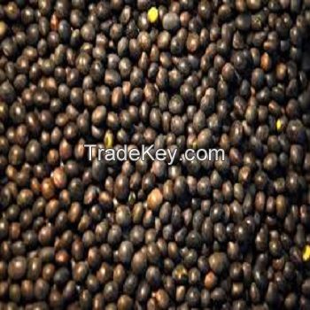 Natural Organic Vetch Seed