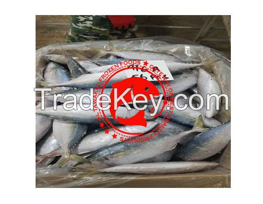 Indian Mackerel