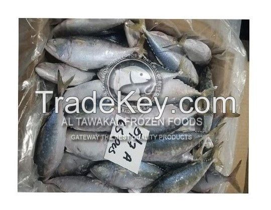 Frozen Indian Mackerel