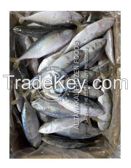 Frozen Indian Mackerel