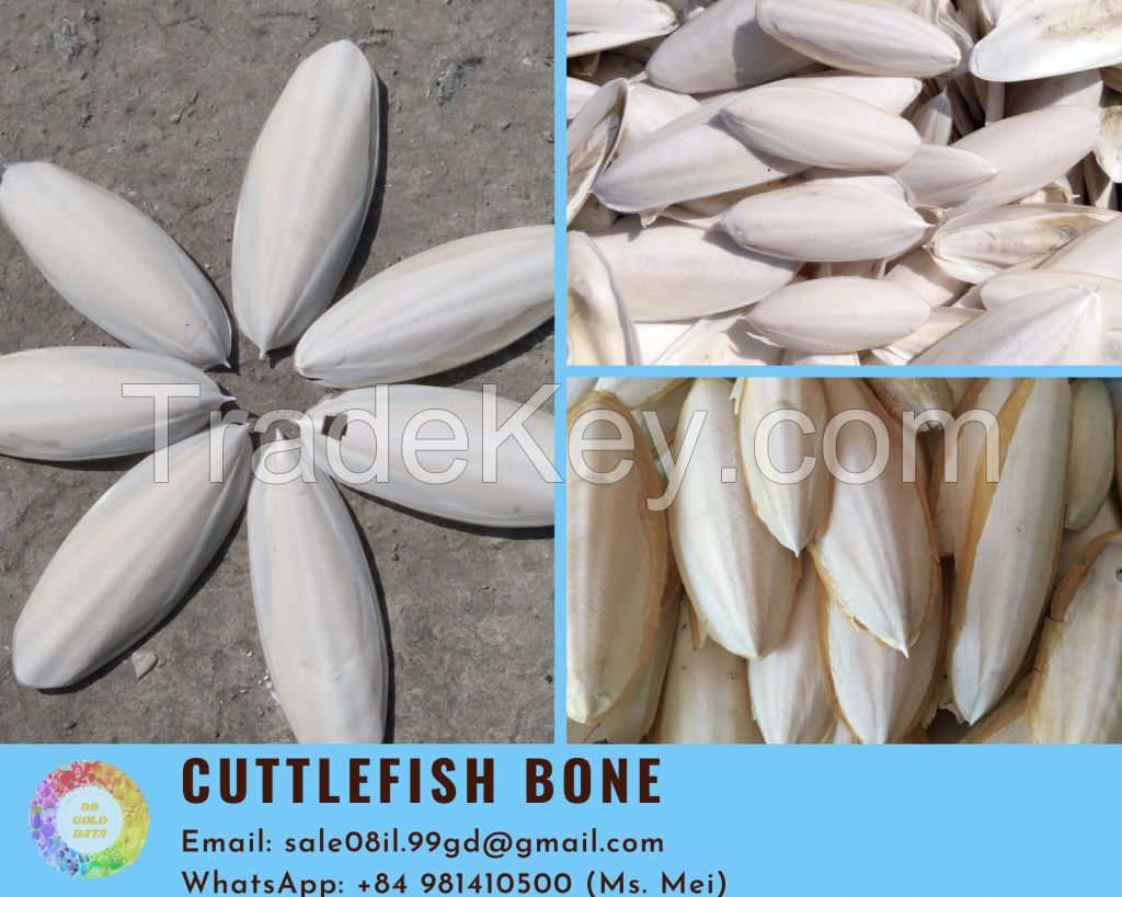 Cuttlefish Bone High Quality And Best Price From Viet Nam