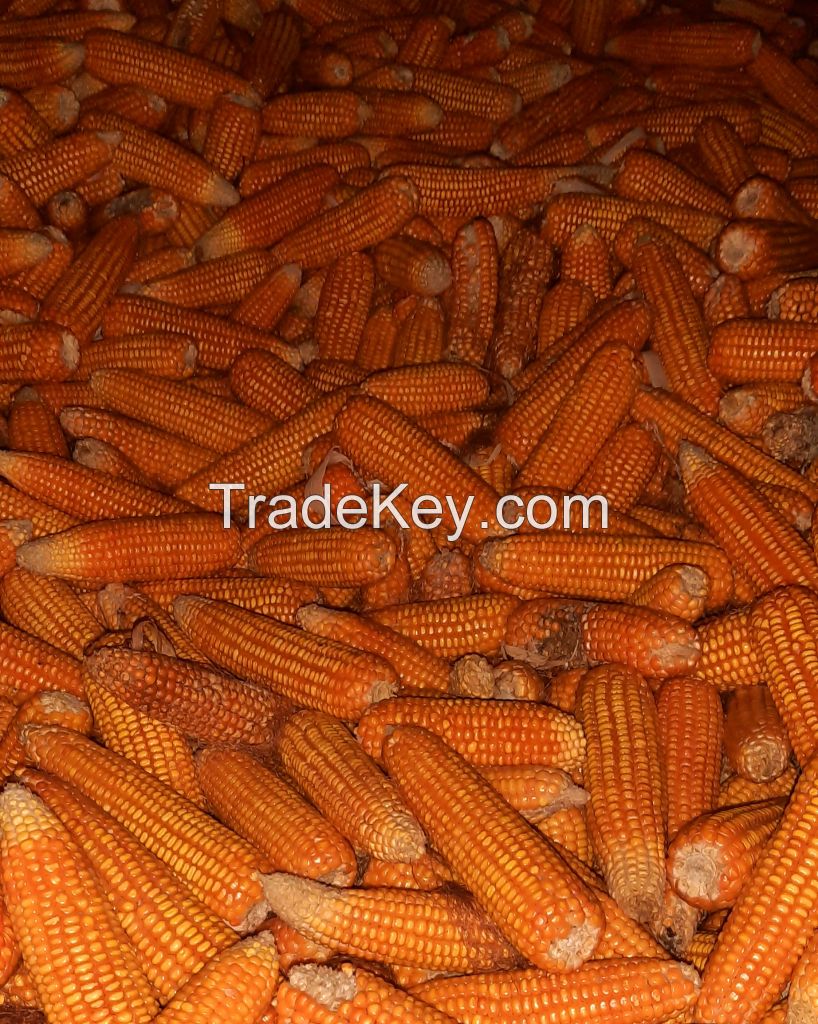 Yellow Corn - Animal Feed, etc