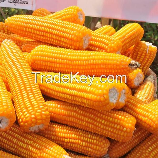 Non GMO Yellow Maize