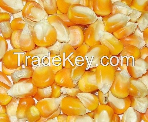 Dried Yellow Corn / Dried Yellow Maize / Dried Yellow Corn for Animal Feed