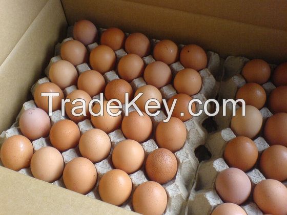 Fresh White & Brown Chicken Eggs (Fresh Table Eggs)