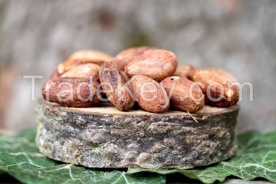  high grade dried raw cocoa beans for sale