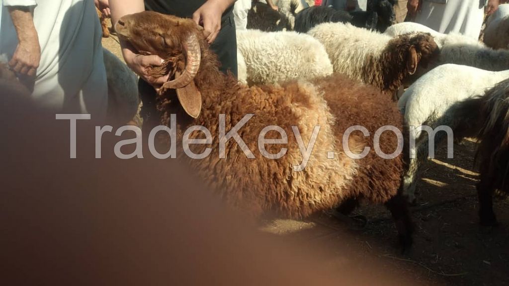 Awassi Sheep