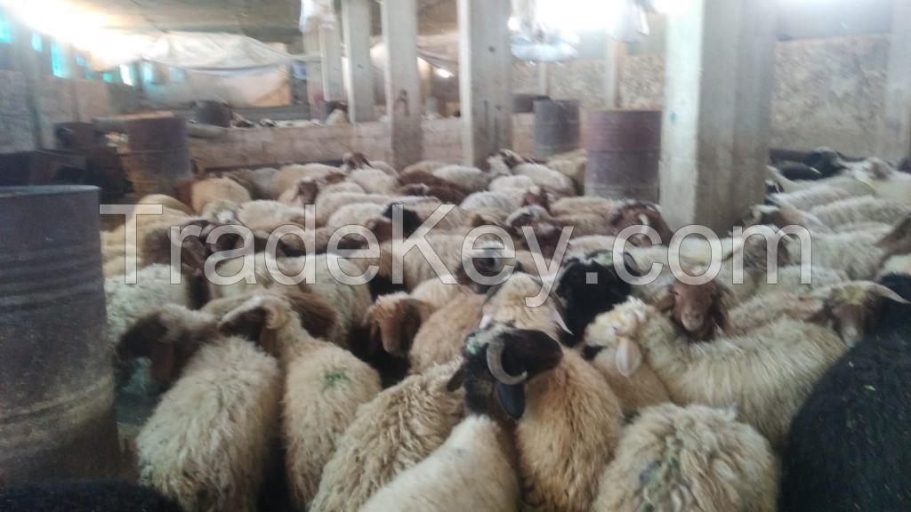 Awassi Sheep