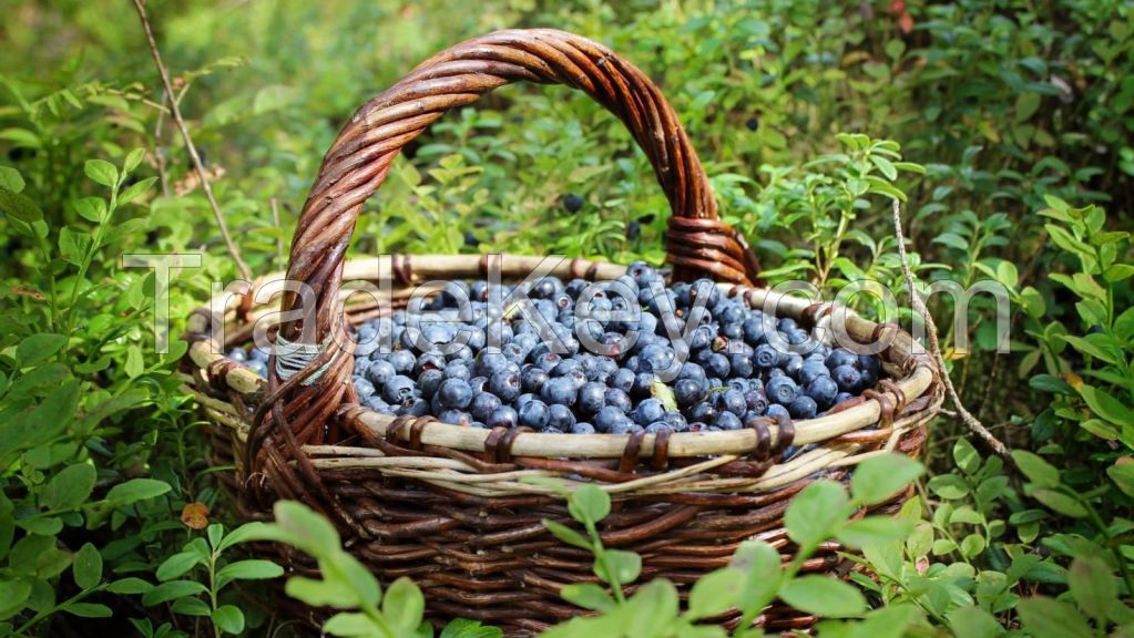 Forest Resources, Wild Medicinal Plants: Bogbean, Ledum, Filipendula, Inonotus Obliquus, Blueberries