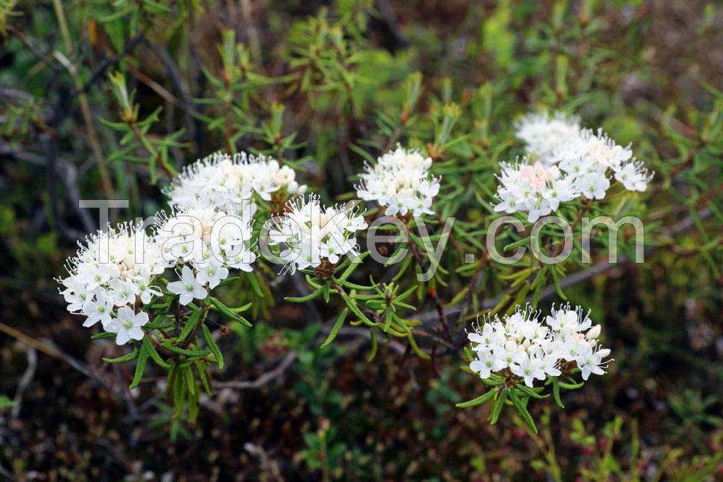 Forest Resources, Wild Medicinal Plants: Bogbean, Ledum, Filipendula, Inonotus Obliquus, Blueberries