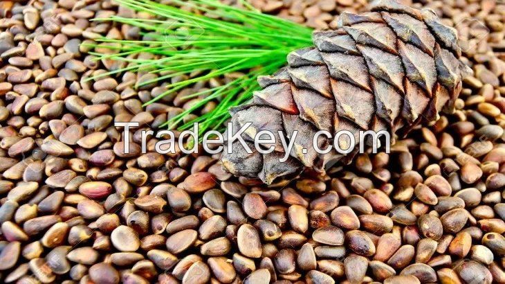 Cedar Nuts Inshell, Pine Nuts Inshell