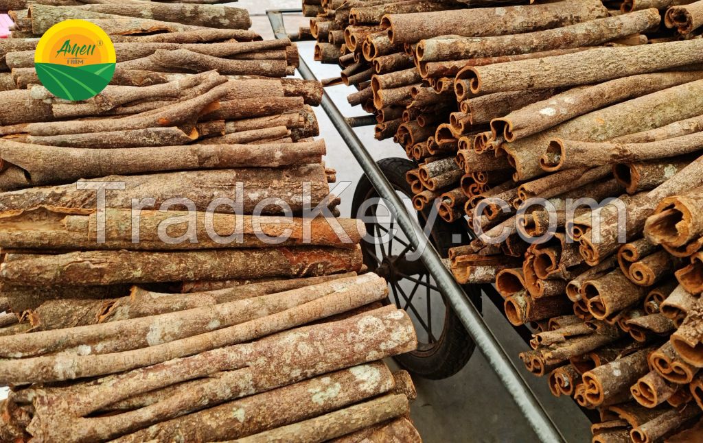 Cassia Cinnamon Stick High Oil content from Vietnam