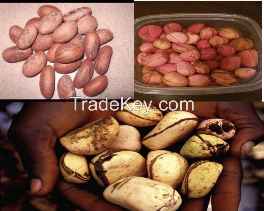 Kola nut