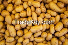 Fresh All Types of Potatoes