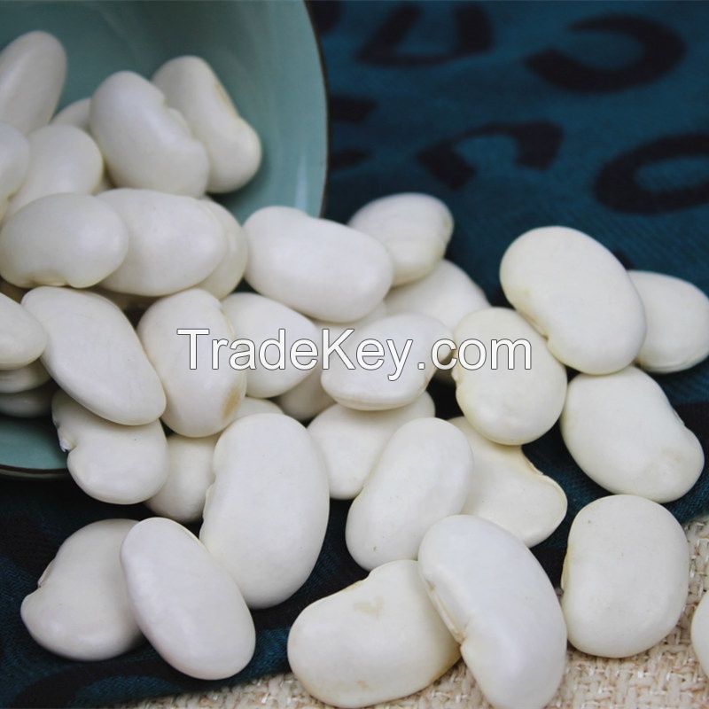 White Kidney Beans Long shape Big White Kidney Beans