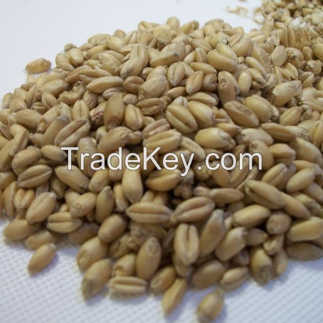 Quality Barley for Animal Feed