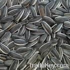 Selling Sunflower Kernel Seeds