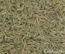 Selling CUMIN SEEDS