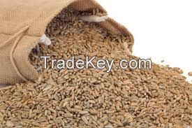 Selling High  quality  Rye 