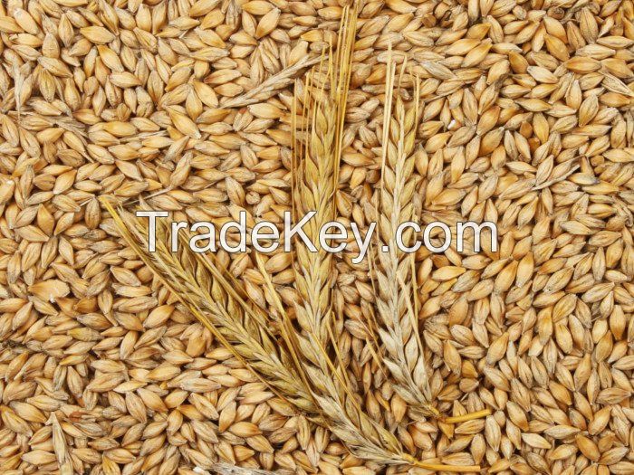 Selling Feed Barley For Animal Feed And Human