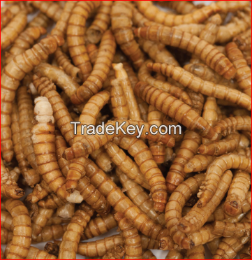 Selling Quality Dried Mealworms Pet Food Meal Worm