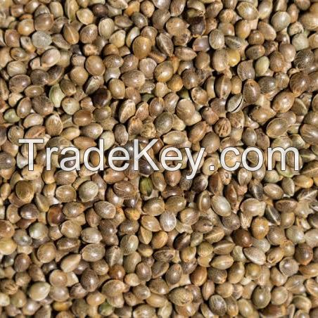 Selling New crop industrial CBD Hemp Seeds for planting