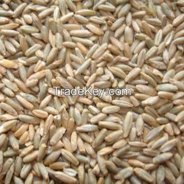 Selling Rye bran RYE FLAKES ,Rye bran high grade,Winter Rye for sale