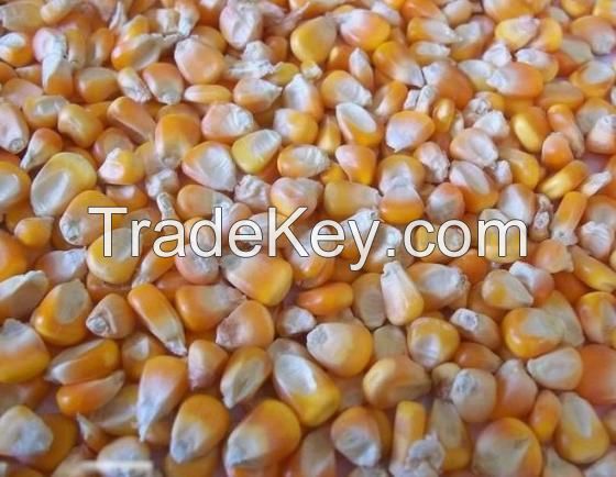 Selling Yellow Corn / Yellow Maize for Animal Feed Dry Style Poultry Feed First Grade Quality 