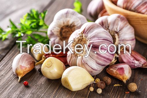 Garlic 