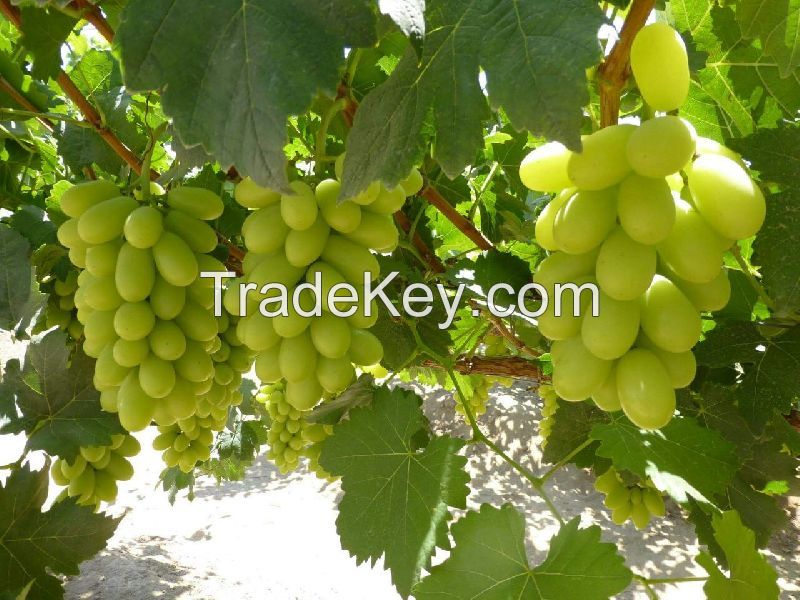 THOMPSON SEEDLESS GRAPES