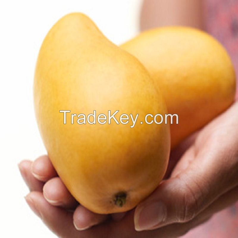 Farm mangoes Honey Mangoes Green and Yellow Mangoes For Sale