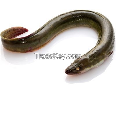 Factory supply frozen roasted eel
