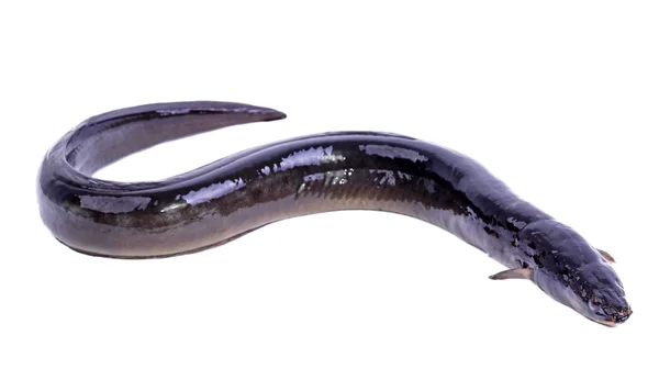Factory supply frozen roasted eel
