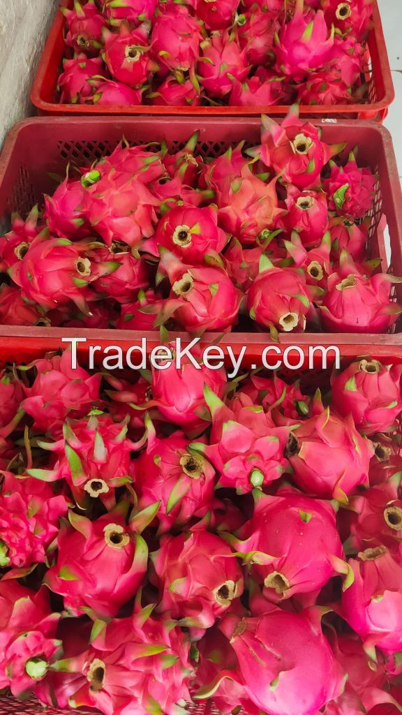 Fresh Premium Red Dragonfruit