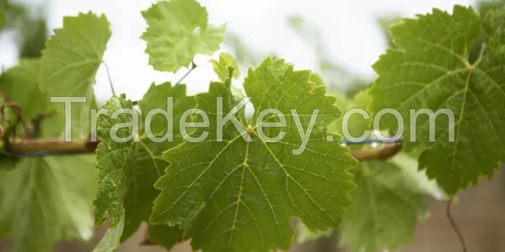 Grape Leaves