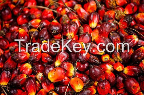 PALM KERNEL EXPELLER, PKE, PALM OIL, PALM KERNEL OIL