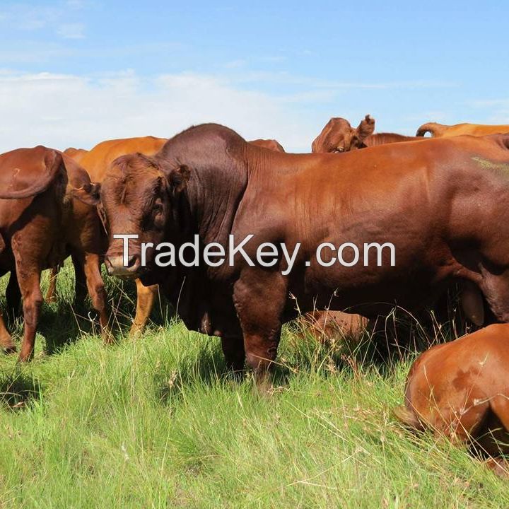 Cattle, Cows, (Bulls, Heifers, calves) live sheep & Live Goats, Horses,
