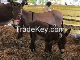 Amiatina donkey, livestock pigs for sale online 