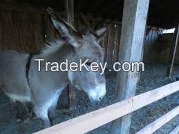 Amiatina donkey, livestock pigs for sale online 