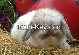 American Fuzzy Lop for sale 