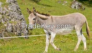 Andalusian Donkey , livestock for sale online 
