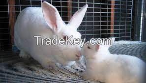 American Rabbit for sale online 