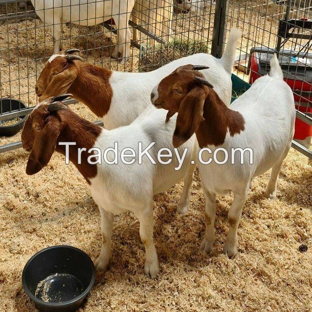goat milk, liquid goat milk, goat skins, AL PINE GOATS FOR SALE