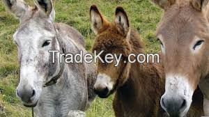donkey hides, donkey skins for sale, Aby-ssi-nian Donkey  FOR SALE