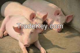 American Yorkshire Pig, livestock pigs for sale online 