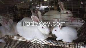 rabbits, Al-tex Rabbit For Sale