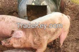 American Landrace Pig for sale