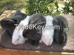 American Rabbit for sale online 