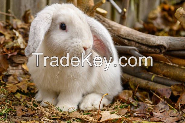 American Rabbit for sale online