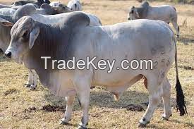 American Brahman cow FOR SALE, livestock for sale online 